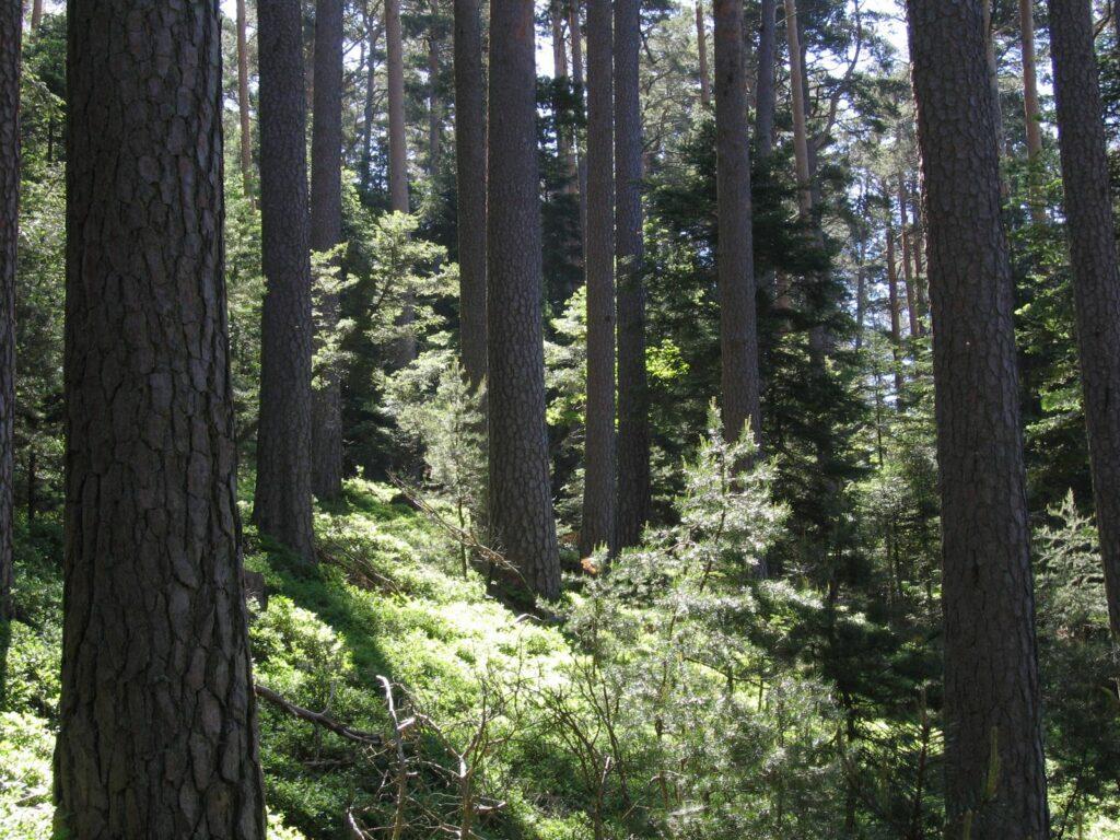 Forêt communale d'Orbey