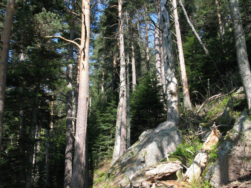 Forêt communale d'Orbey